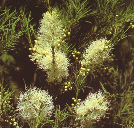 Aceite de arbol de te aromaterapia