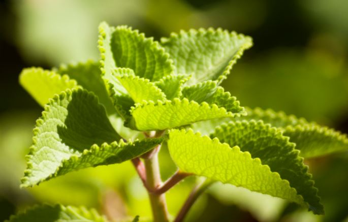 Aceite de oregano