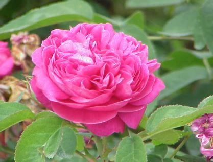 Aceite esencial de rosa