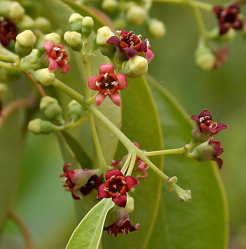 Aceite esencial de sandalo