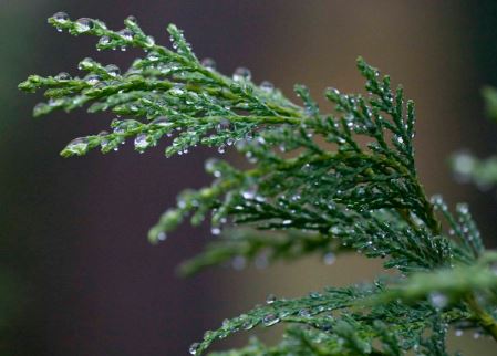 Aceite de cipres para que sirve