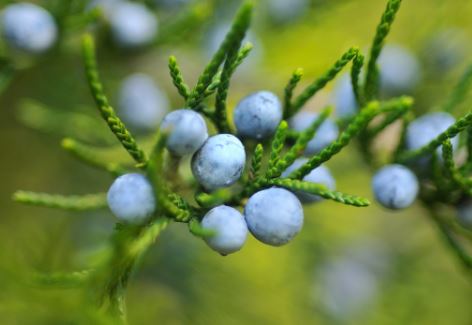 Aceite de enebro