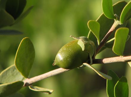 Aceite de jojoba para la piel