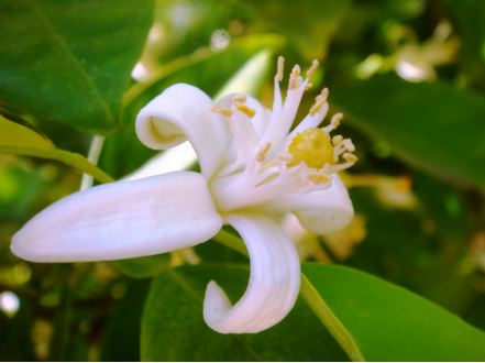 Aceite de neroli propiedades