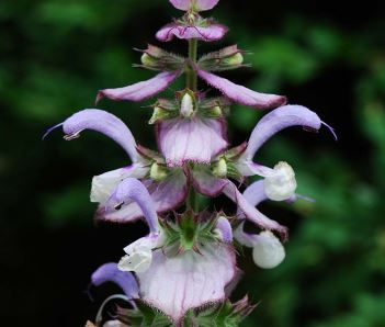 Aceite de salvia beneficios