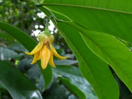 Aceite esencial de ylang ylang