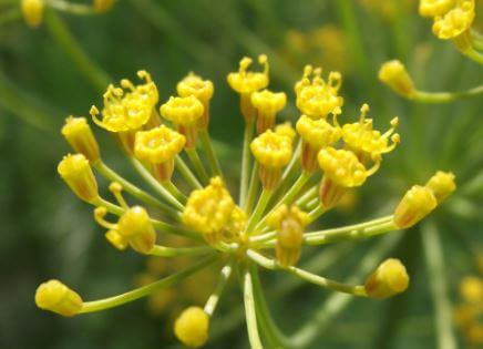 Aceite Esencial de Eneldo: Propiedades