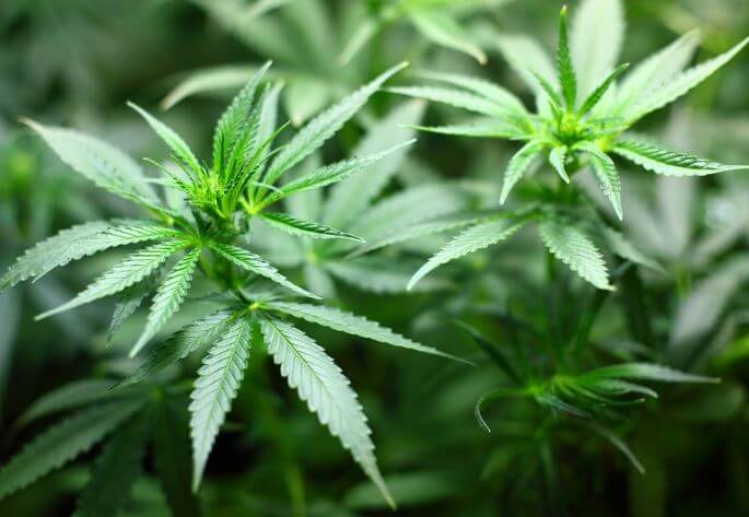 Aceite esencial de cannabis