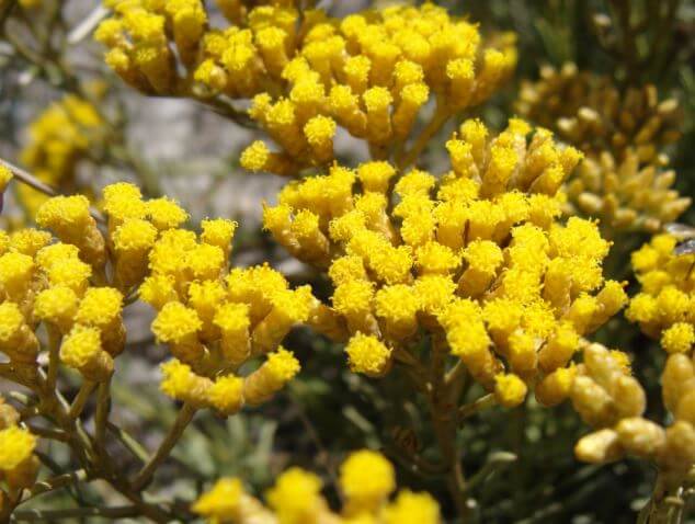 Aceite esencial de helicriso