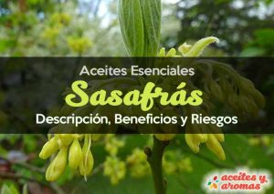 Aceite de Sasafras propiedades