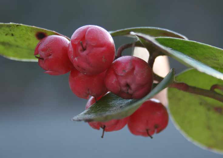 Aceite Esencial de Gaulteria
