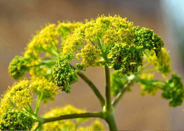 Aceite de Hinojo: Propiedades y Beneficios