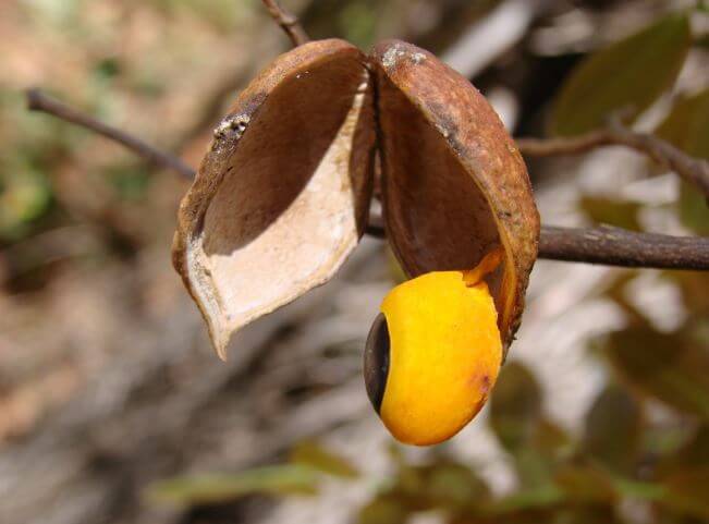 Aceite Esencial de Copaiba
