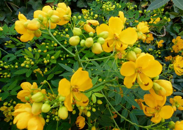 Aceite Esencial de Casia Usos y Beneficios