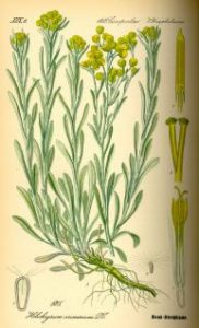Aceite de Helicriso