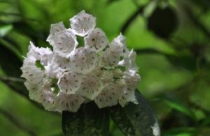 Aceite de Laurel Beneficios