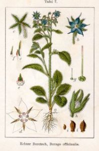 Aceite de borraja