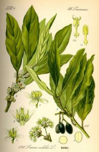 Aceite esencial de Laurel