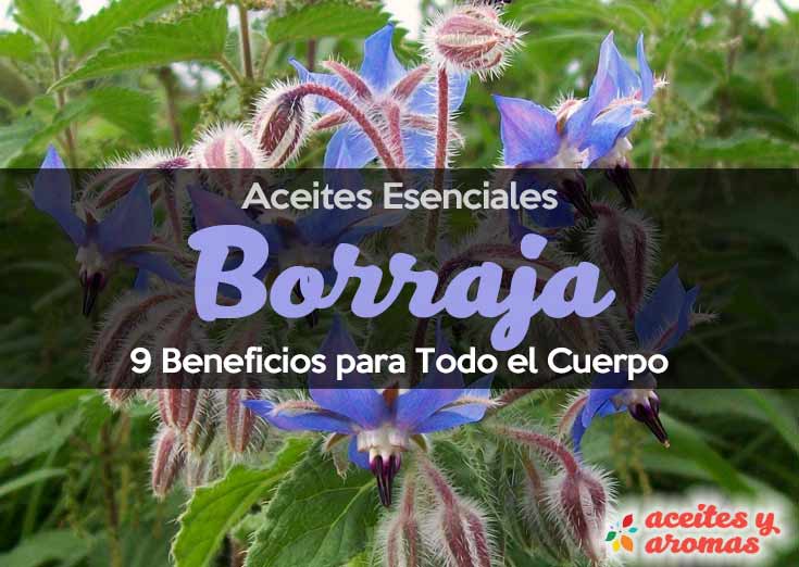 Aceite Esencial de Borraja: Usos y Beneficios