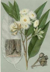 Aceite esencial de eucalipto sistema inmune