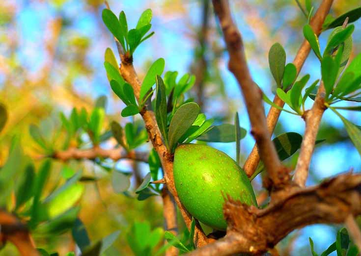 Aceite esencial de argán