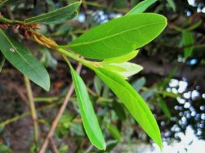 Aceite de Laurel. Aceites para hombres