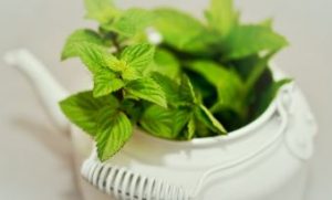 Aceite de menta para el asma