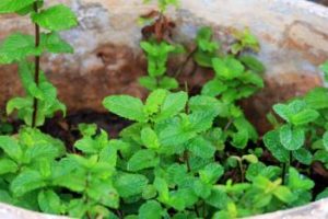 Aceite de menta para la caspa