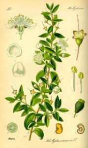 Aceite esencial de mirto