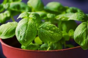 Aceites para la sinusitis