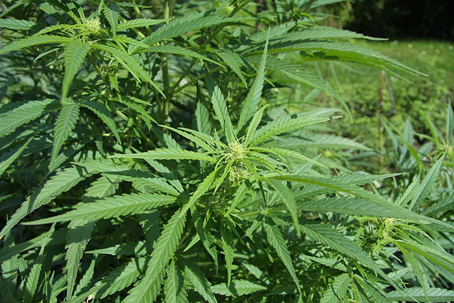 Tener mucha conciencia: cómo utilizar el cannabis para el desarrollo espiritual